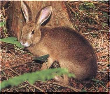 怎么挑选塞北兔 注意公兔母兔的比例