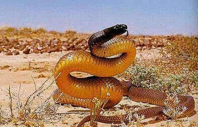 澳洲金刚蛇有毒吗 毒性能轻松杀死数十人