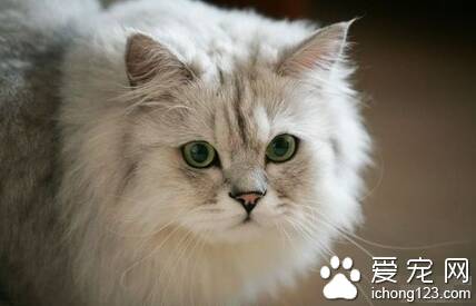 猫的孕期是多久 猫的怀孕期平均为60～63天