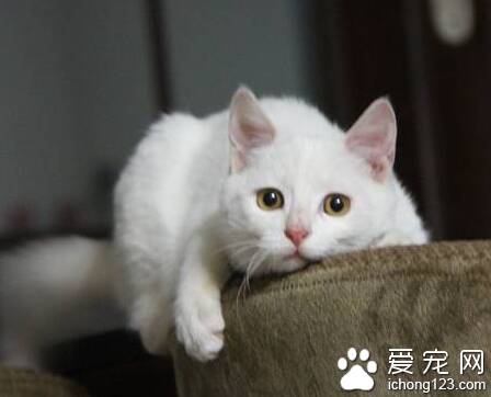 猫的年龄怎么算 猫的寿命一般为8-12年