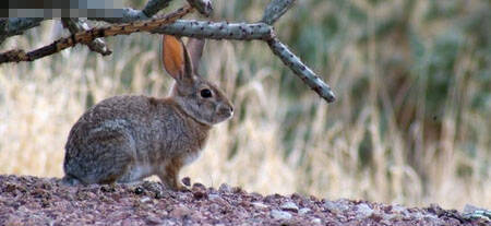 沙漠棉尾兔吃什么 沙漠棉尾兔是草食动物