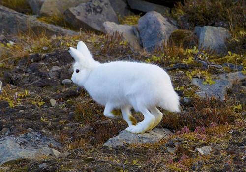 北极兔怎么养 生活在我国最北方的野兔