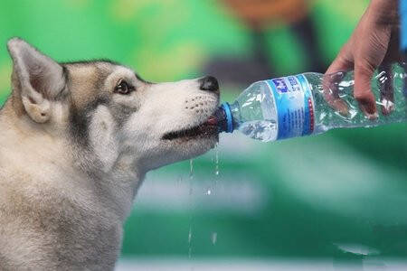 怎么喂狗喝水 它们的舌头起到关键作用