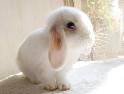 英国迷你垂耳兔 垂耳兔的外形及习性介绍