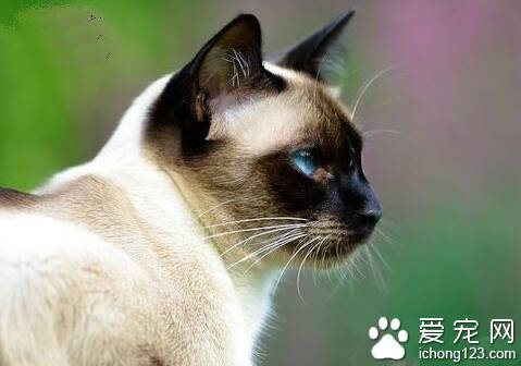 猫的运动系统有什么特征 猫全身肌肉共300多块