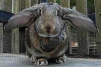 公羊兔好养吗  公羊兔是一种肉用兔品种