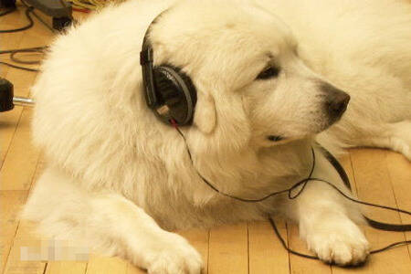 尚根是什么狗 尚根是聪明的大白熊犬