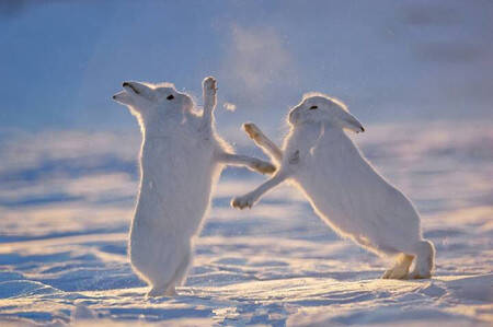 北极兔好养吗 北极兔是濒危保护动物