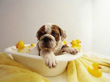 狗洗澡用什么沐浴露 洗澡前给狗狗喝饱水