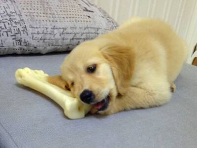 狗狗磨牙怎么回事 不能忽略磨牙问题