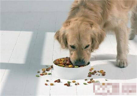 狗狗几个月吃成犬粮 8月龄以后就可吃犬粮