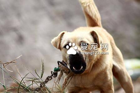 狗咬人后狗会死吗 被狗咬后要打狂犬疫苗