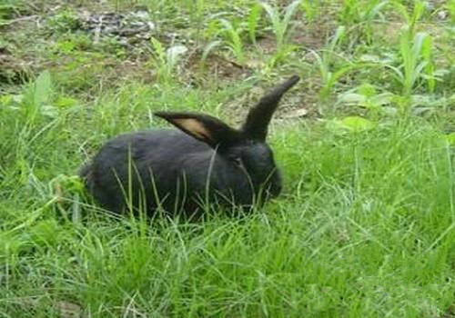 莲山黑兔好养吗 是我国黑色肉兔品种