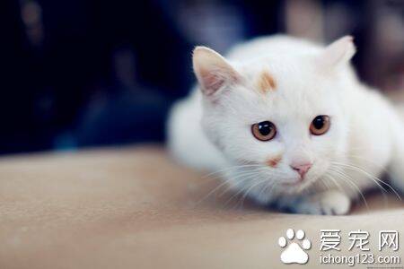 小猫怎么驱虫 注意猫咪驱虫药的用量