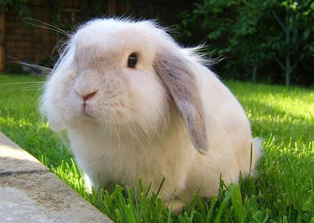 英国垂耳兔怎么养 给兔子吃专门的兔粮