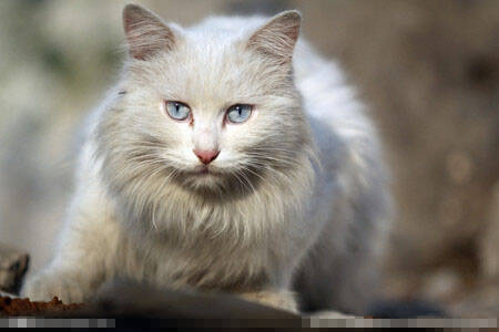 猫多大吃化毛膏 一般三四个月大的猫咪