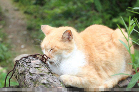 野猫和家猫的区别 家猫听主人话不会乱跑