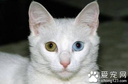 猫的眼睛为什么会变色 猫眼睛会一日三变