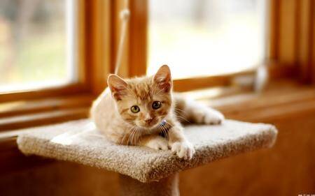 小猫猫癣怎么治 猫癣会传染给人类的