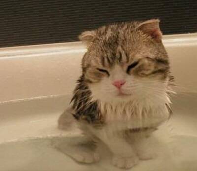 如何给幼猫洗澡 以正确的方式洗澡
