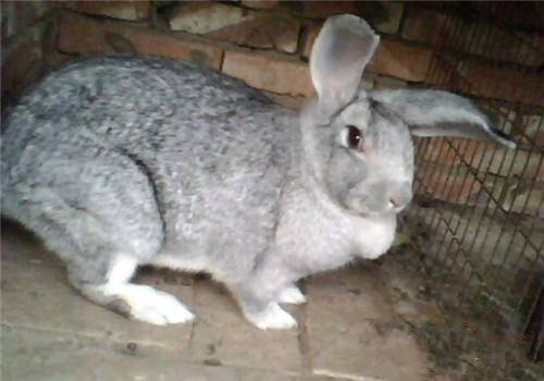 青紫蓝兔怎么养 露天阳台不适合养兔