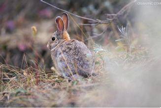 沙漠棉尾兔怎么挑选 与普通的野兔极为相似