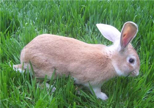 豫丰黄兔怎么养 豫丰黄兔的适应性比较强