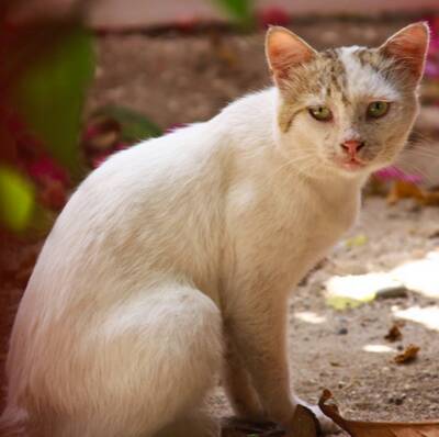 猫能吃馒头吗 馒头的营养太单一