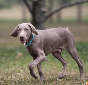 魏玛犬的养护常识 食具要注意经常清洗