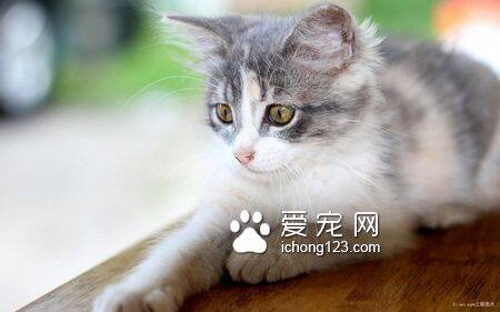 猫会死在家里吗 猫咪是不会在家中死去的