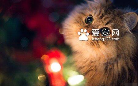 猫怎么装死的 4步骤轻松训练猫猫装死