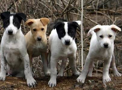 卡南犬好养吗 幼年时期饲养很关键