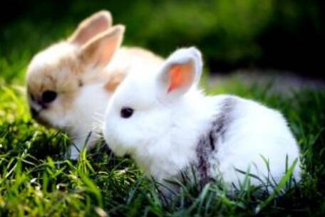 怎么抱兔子 学会善用环境先从尾巴开始