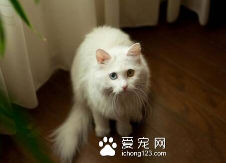 狮子猫吃什么 主要是以猫粮为主食