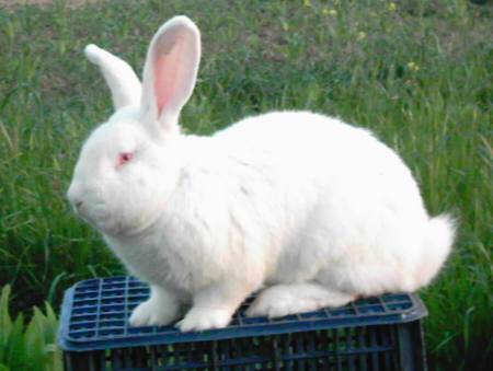 大耳白兔怎么挑选 从其特有的特点去挑选