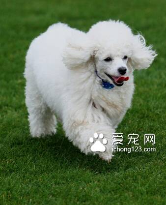 贵宾幼犬吃什么狗粮好 建议买优质的狗粮