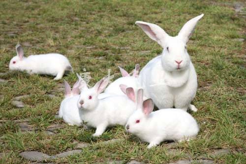 小獭兔多少钱一只 一般在30-100元左右