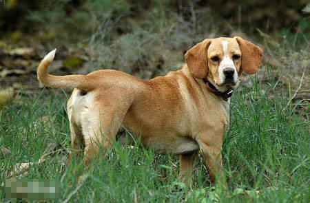 家狗是什么狗 家狗其实就是普通的狗