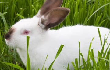 伊拉兔怎么挑选 伊拉兔是培育的杂交品种