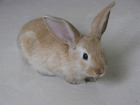 维兰特兔怎么养 成兔的主要粮食是干草