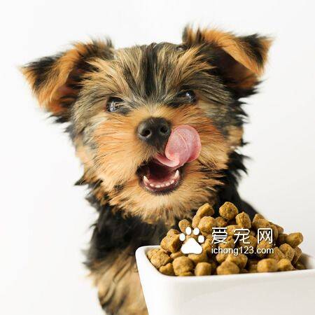 渴望狗粮多少钱一斤 在20-40元一斤不等