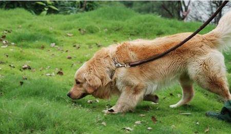 搜救犬是什么狗 原则上体型不能太大或太小