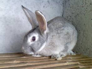 青紫蓝兔好养吗 是一种优良皮肉兼用兔