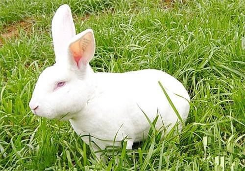 獭兔种兔价格 一般在100-200元左右