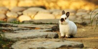 喜马拉雅兔价格 一般在200元左右一只