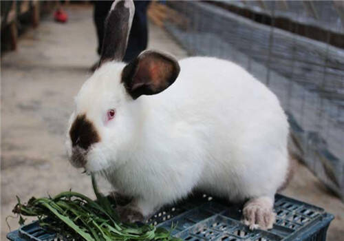 加利福尼亚兔喂什么饲料 是草食动物