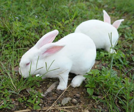 獭兔的饲养技术 全面解析专业养兔十六忌