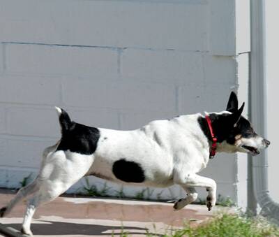 捕鼠梗犬怎么养 注意定期进行全面检查