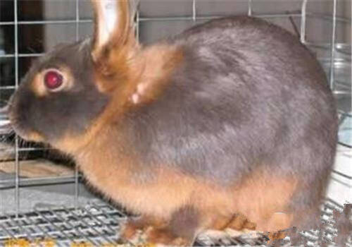 怎么训练美国黄褐色家兔大小便 要有耐心恒心