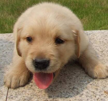 导盲犬如何喂养 要导盲犬养成良好的习惯